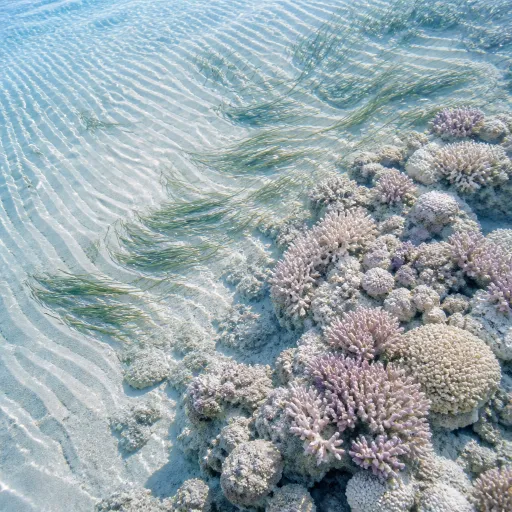 How ocean temperature in Cozumel Mexico reshapes travel insurance and cancellation strategies